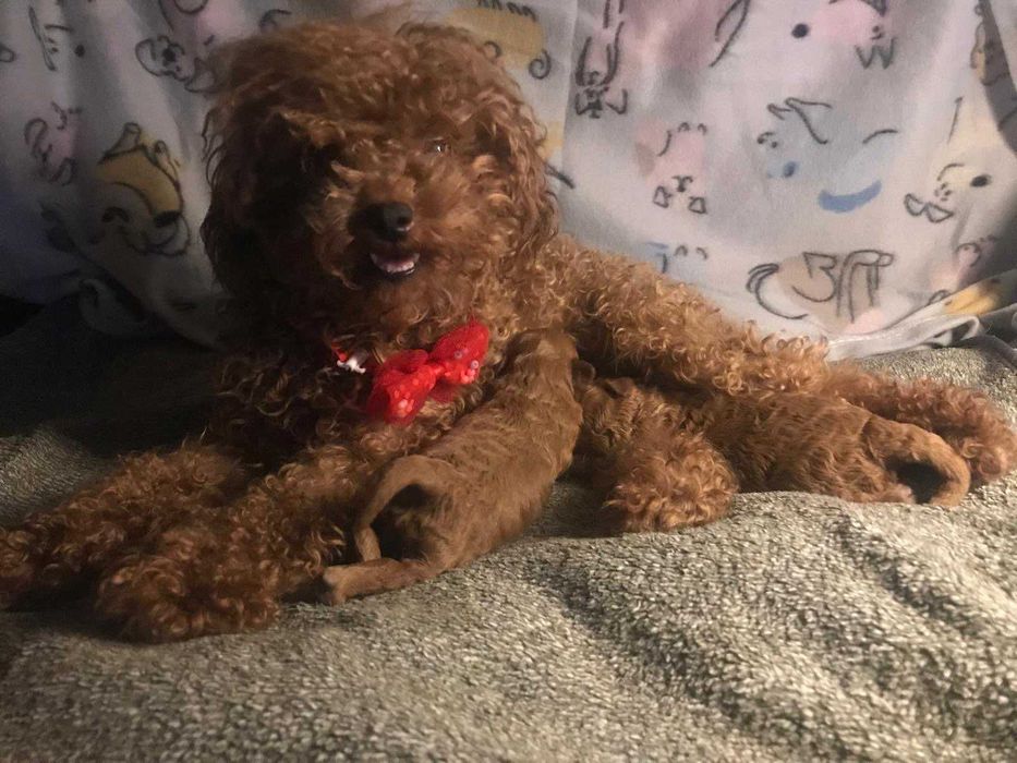 Pudel toy red  suczka