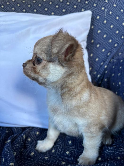 Chihuahua de pêlo longo