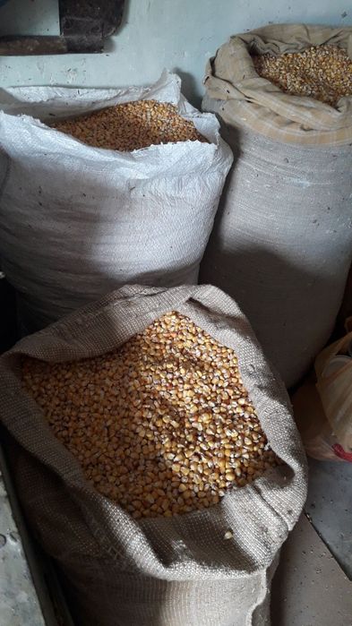 Кукуруза/ограничено