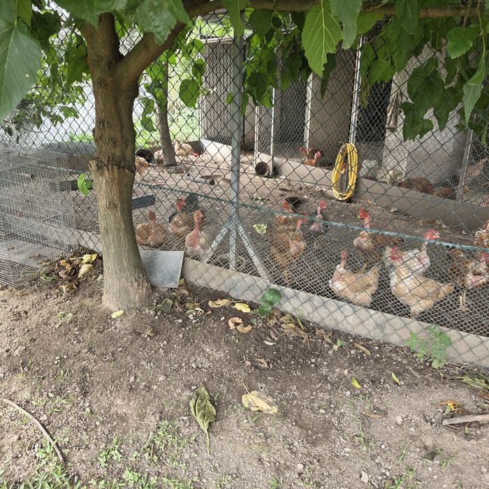 Vendo estas galinhas para dar lugar a outras