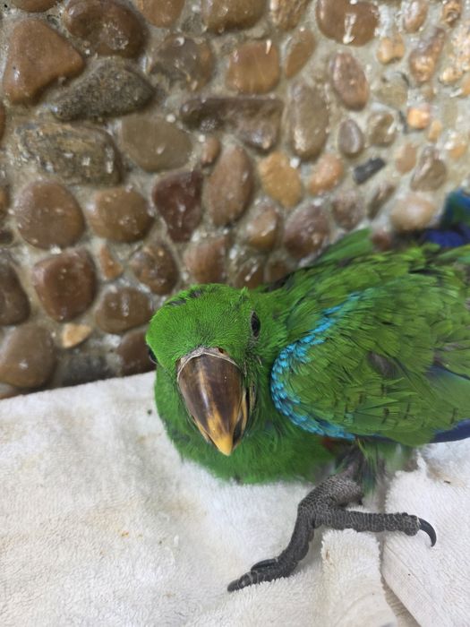 Papagaios bebés e adultos