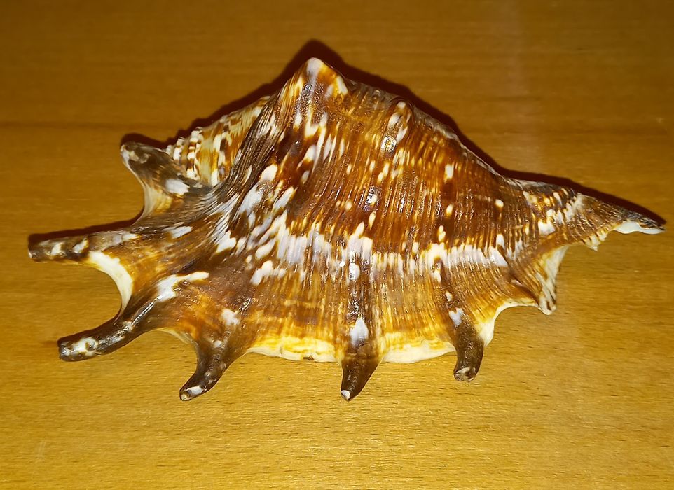 Ракушка морская,красивая