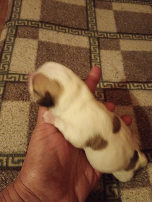 Oddam za darmo szczeniaki 5 szczenięta bez rasy2 dziewczyny i 3 hlopak