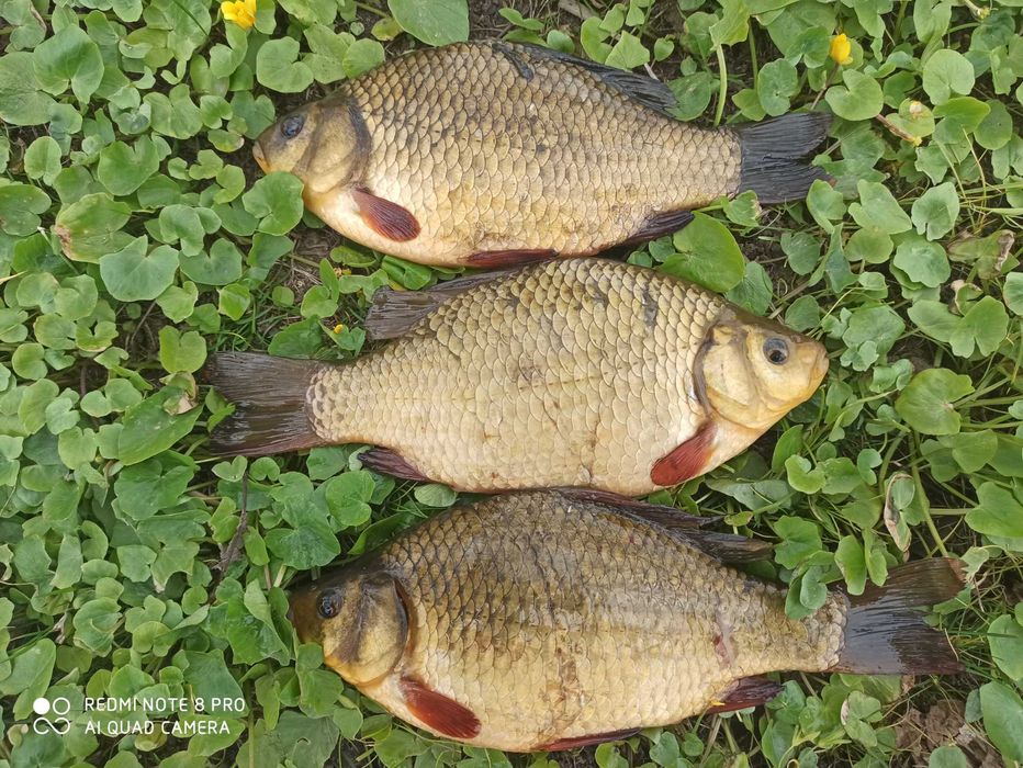 Карась золотий золотой з власної водойми штучне розведення