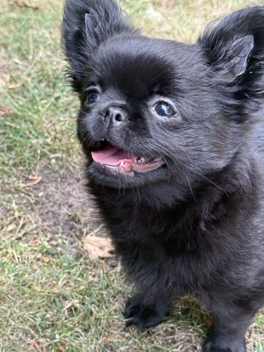 Piekny czarny  piesek chihuahua ZKwP FCI