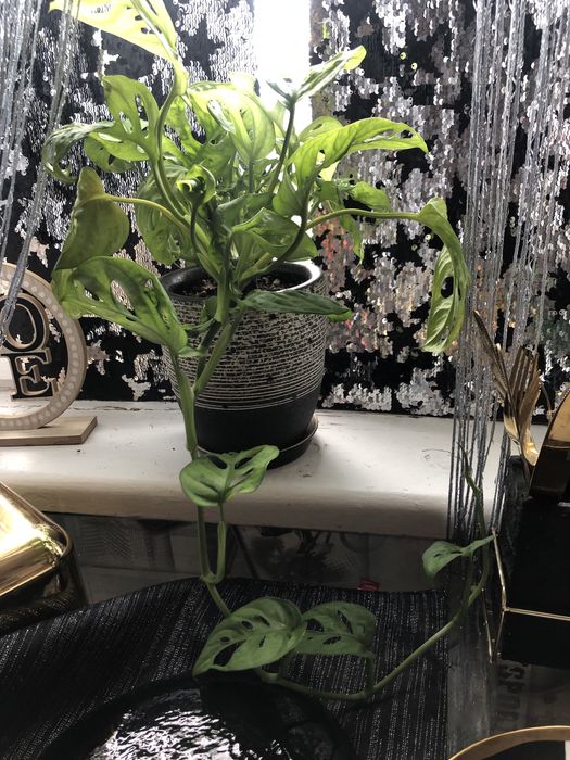 Продам вазон разом з горщиком