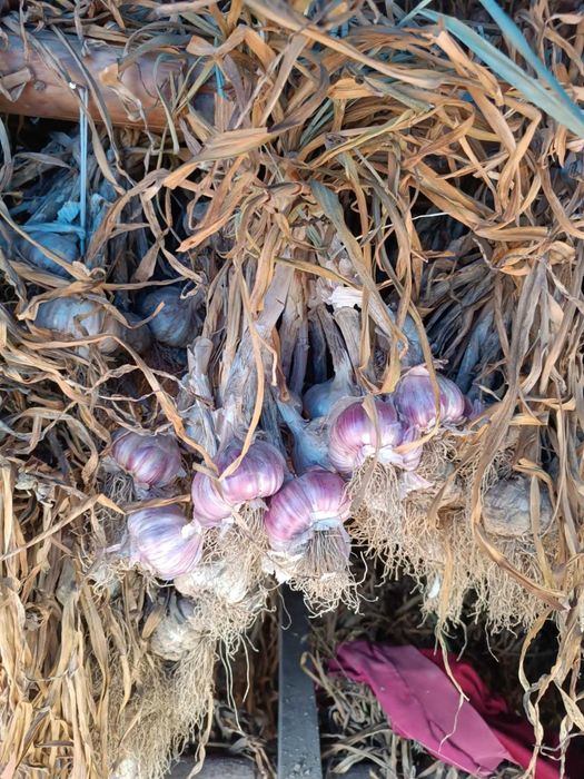 Sprzedam piękny czosnek harnaś gruby