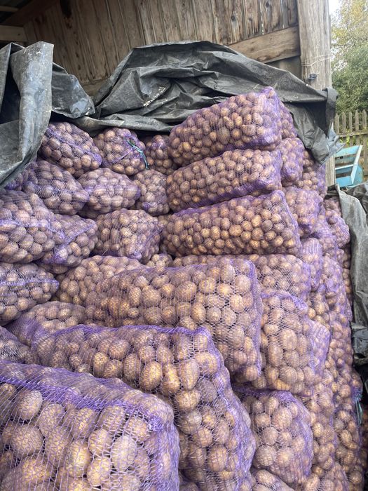 Картопля насінева Сорая (посадкова)