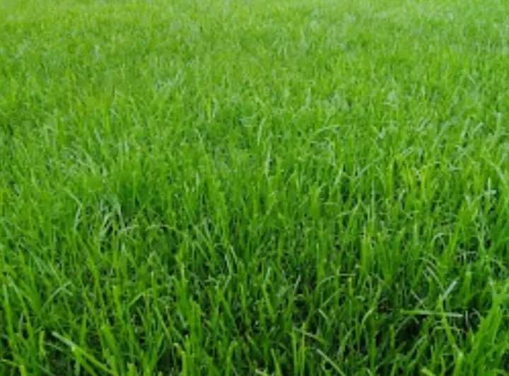 Usługi ogrodnicze wycinka i skracanie drzew i żywopłotów, trawniki