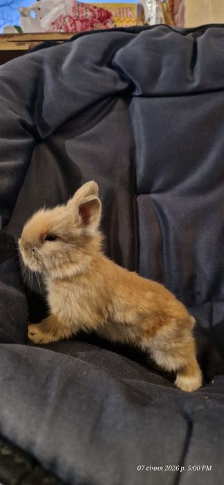 Кролик декоративний . Кролики .