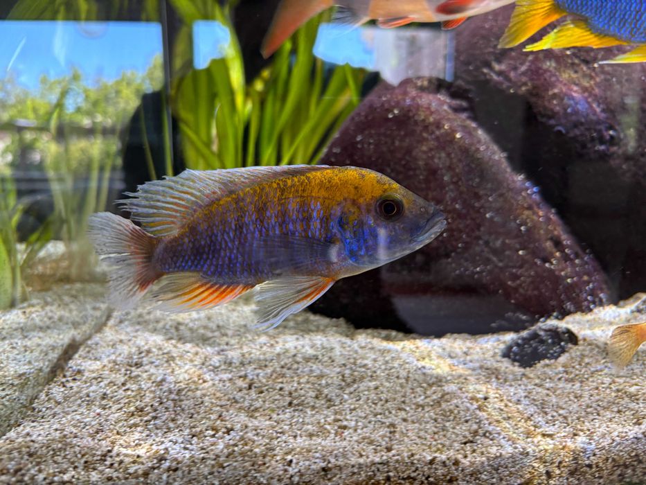 Ciclídeos Malawi - Aulonocaras