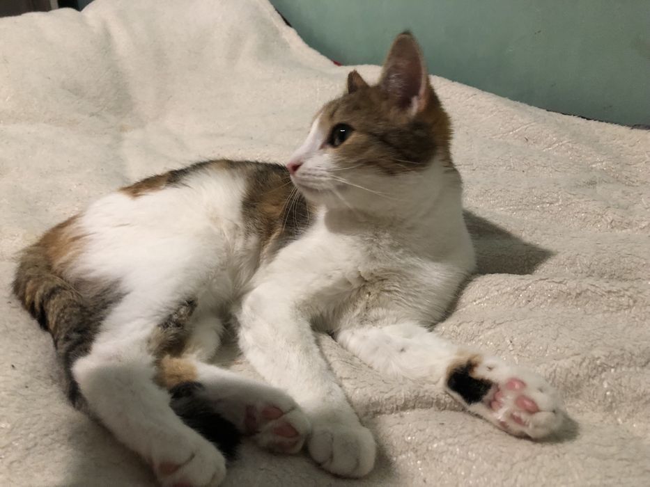 Котенок в добрые руки