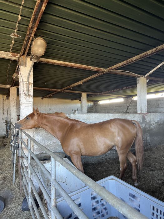 Cavalo lazão montado