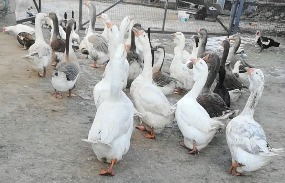 Chołmogor, chołmogory, gęsi, gęś