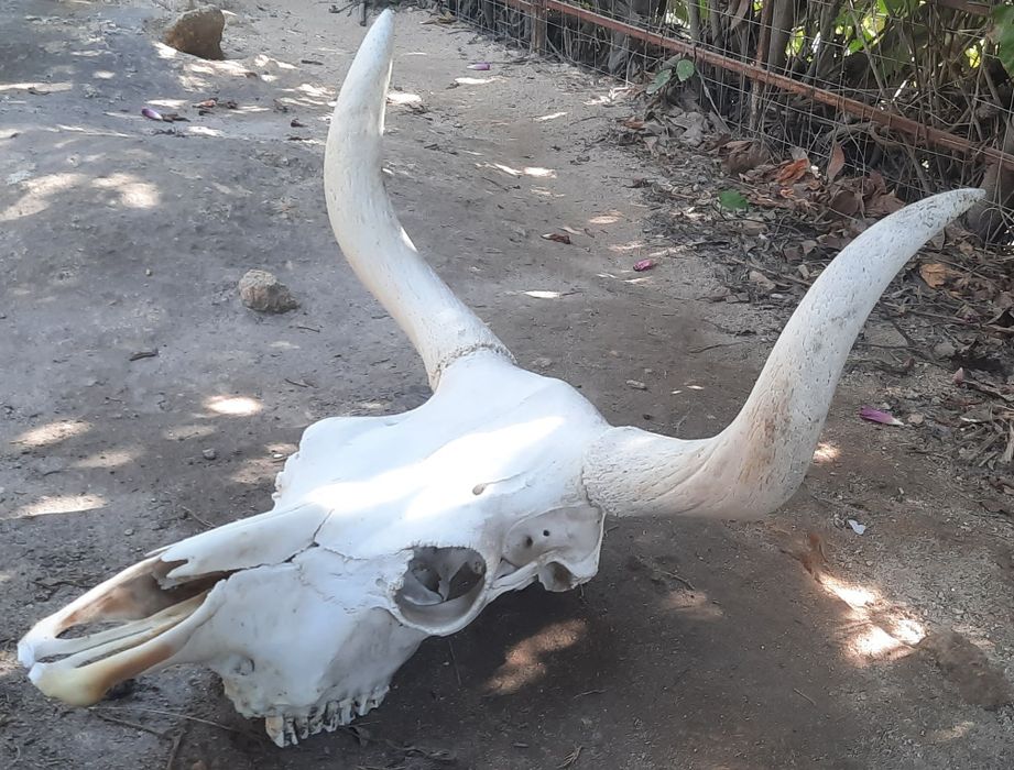 Crânio de vaca, verdadeiro, da Serra do Gerês.