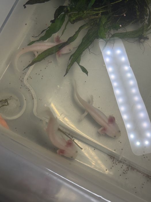Peixes Axolotes