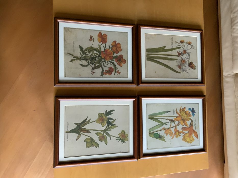Ryciny botaniczne