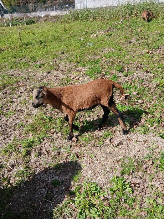 Vendo anho com 3 meses