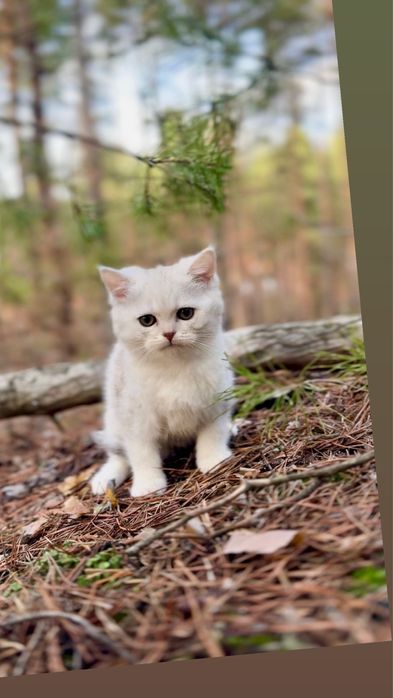 Шотландська киця породиста дівчинка срібна шиншила страйт прям