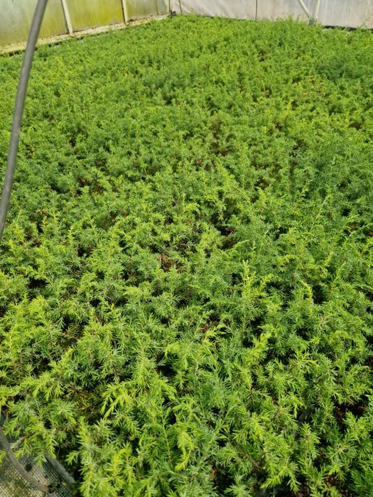 Jałowiec Hibernica Sadzonka