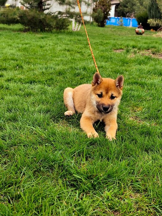Дівчинка Шиба/ Сіба Іну