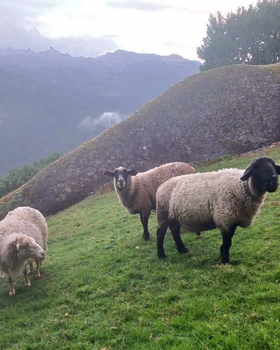 Vendo macho Suffolk e duas fêmeas