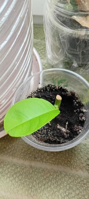 Лимон Пандероза     .