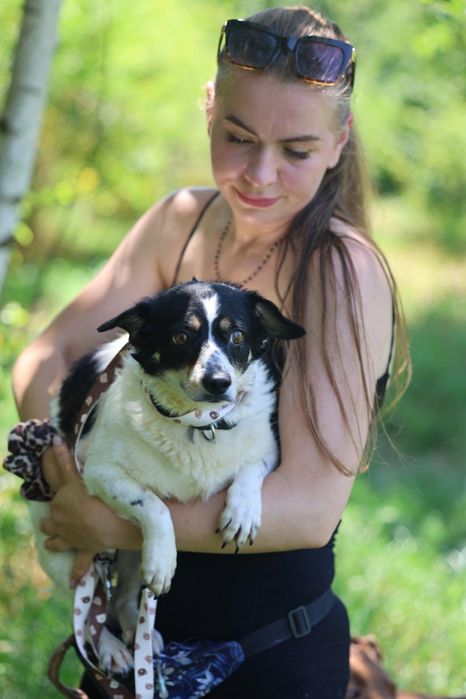 Do adopcji pieski
