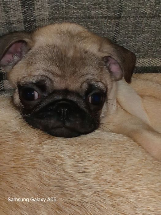 Маленькі мопсики