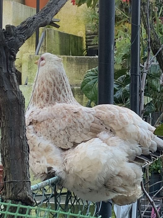 Ovos de galinha ornamental mas comestível brahma só 2 euros