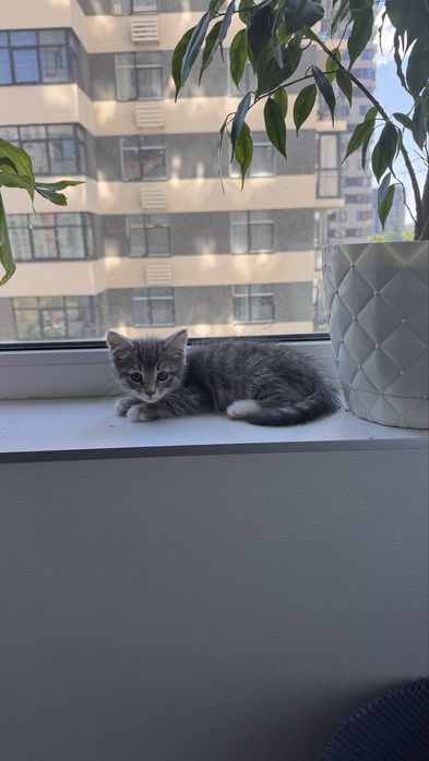 Кошенята безкоштовно