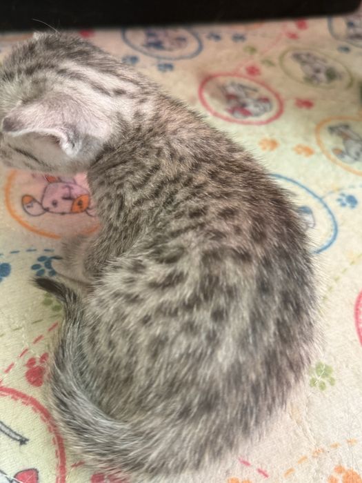 Kot Egipski Mau  mały gepard