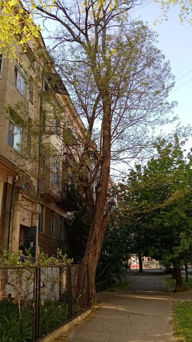Спил деревьев качественный