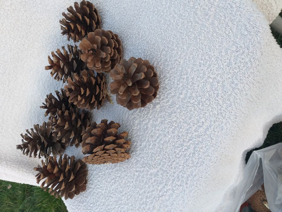 Szyszki do strojików i lasów w słojach