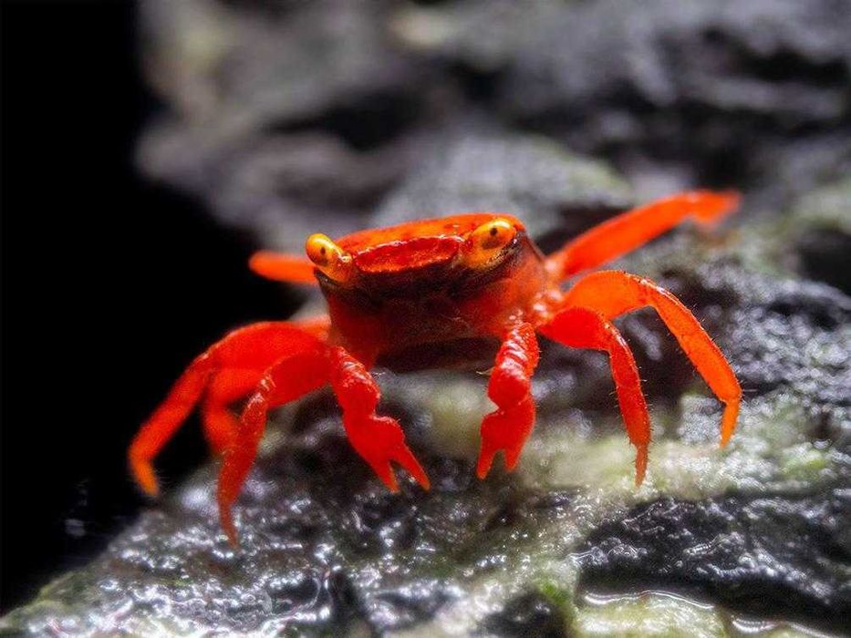 MISIEKZOO Kraby - Kraby Wampir / red Devil