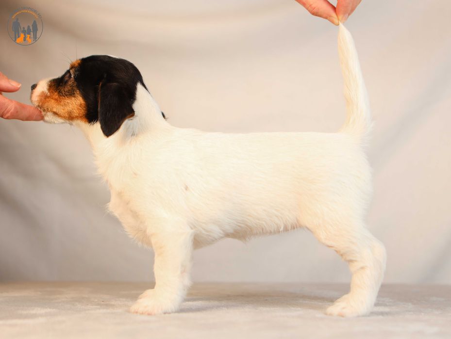 Jack Russell Terrier ZKwP FCI po Championie