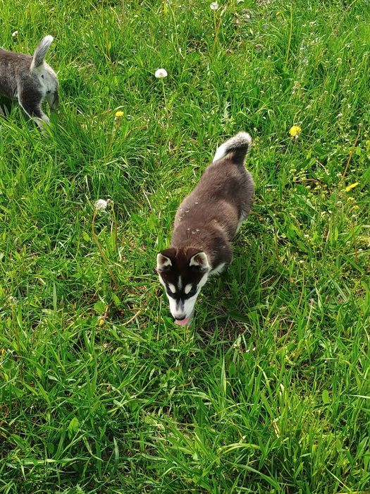 Piesek Siberian Husky