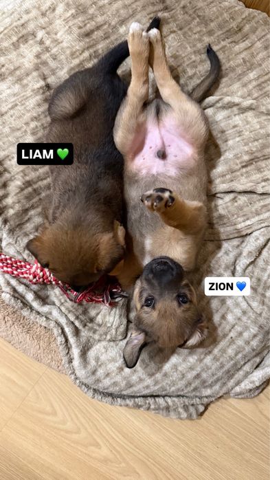 Cãeszinhos bebés para adoção responsável