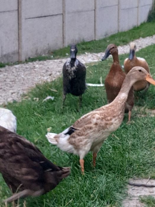 Jajka lęgowe biegus indyjski