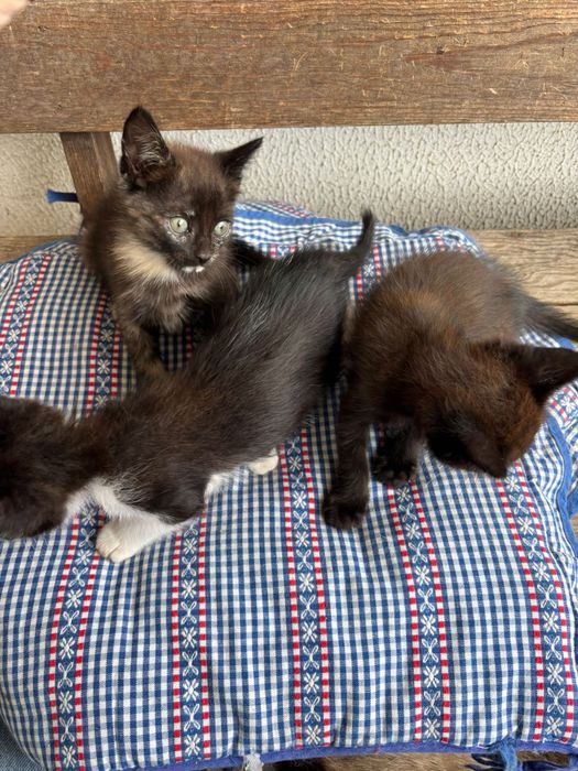 Gatos para adoção