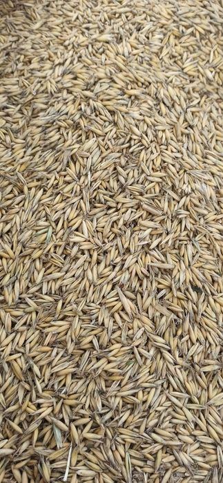 Owies idealny na paszę i dla koni