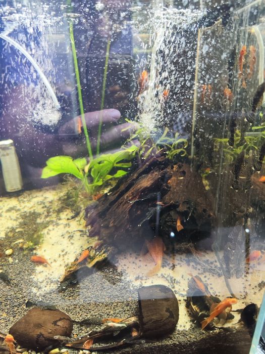 Ancistrus Super Red Juvenis – Criação Própria | Saudáveis e Bem Alimentados