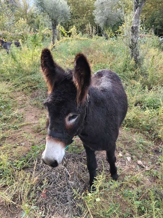 Vendo burro muito docil