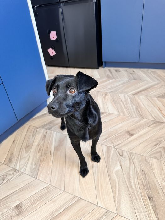 Niunia- delikatna sunia do adopcji.