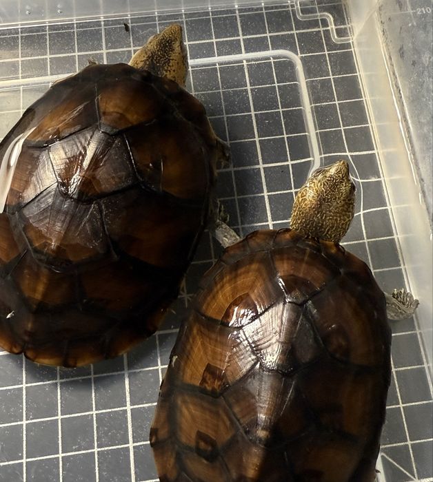 Kinosternon leucostomum loc. Veracruz