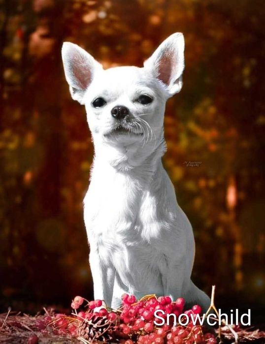 Chihuahua krótkowłosy biały ZKwP