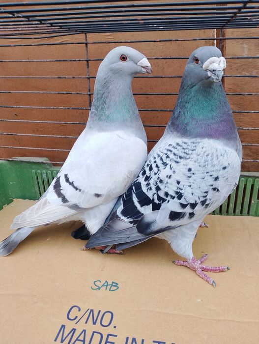 Sprzedam gołębie pocztowe standard para parzystą.