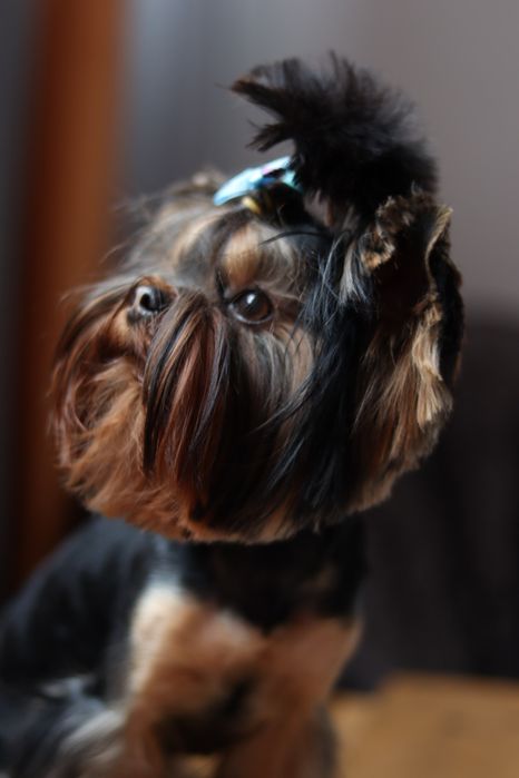 Вязка Йорк мальчик ищет девочку