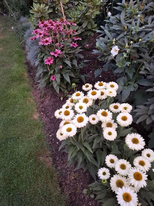 Byliny z własnego ogrodu