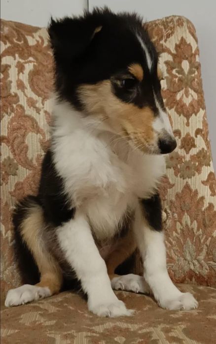 Owczarek szkocki collie